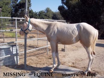 MISSING EQUINE sonnys Hoc n Blondeshell, Near Pinon Hills, CA, 92372-9678